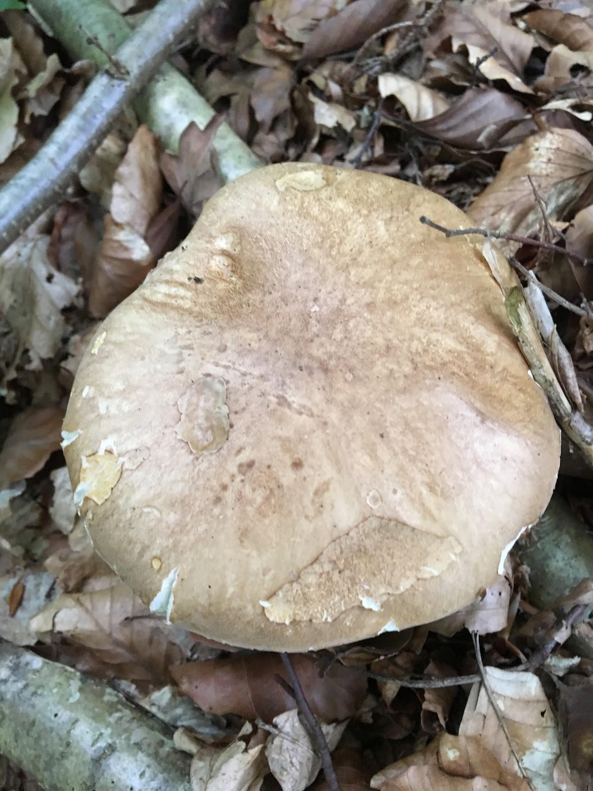 Finluden stensopp Boletus reticulatus