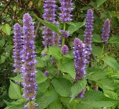 agastache rugosa