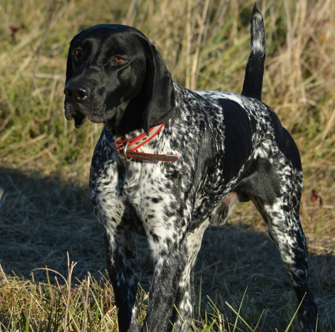 Black and White German Shorthaired Pointer - Everything You Need to Know