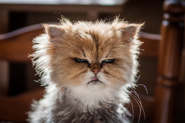 grumpy cat.jpg