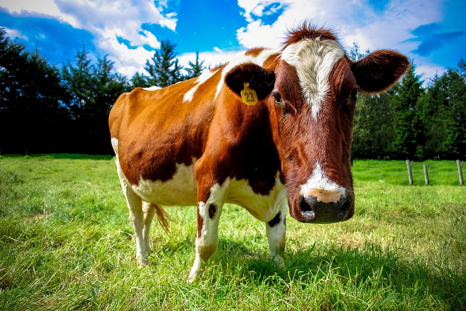 Cow, Farm, Animals, Green, Grass, Sunshine, Summer