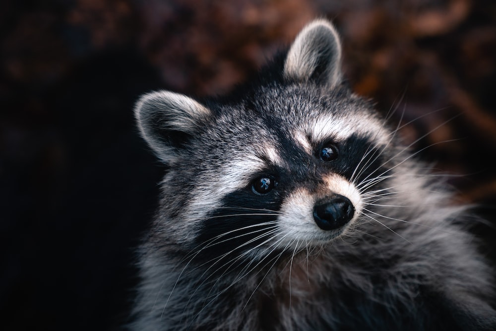 Raccoons 