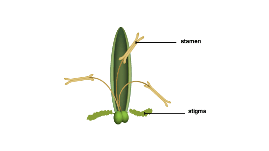 Grass flower with labelled structures - feathery stigma which hangs outside the flower, and the stamen which consists of the anther, held up by a long filament.