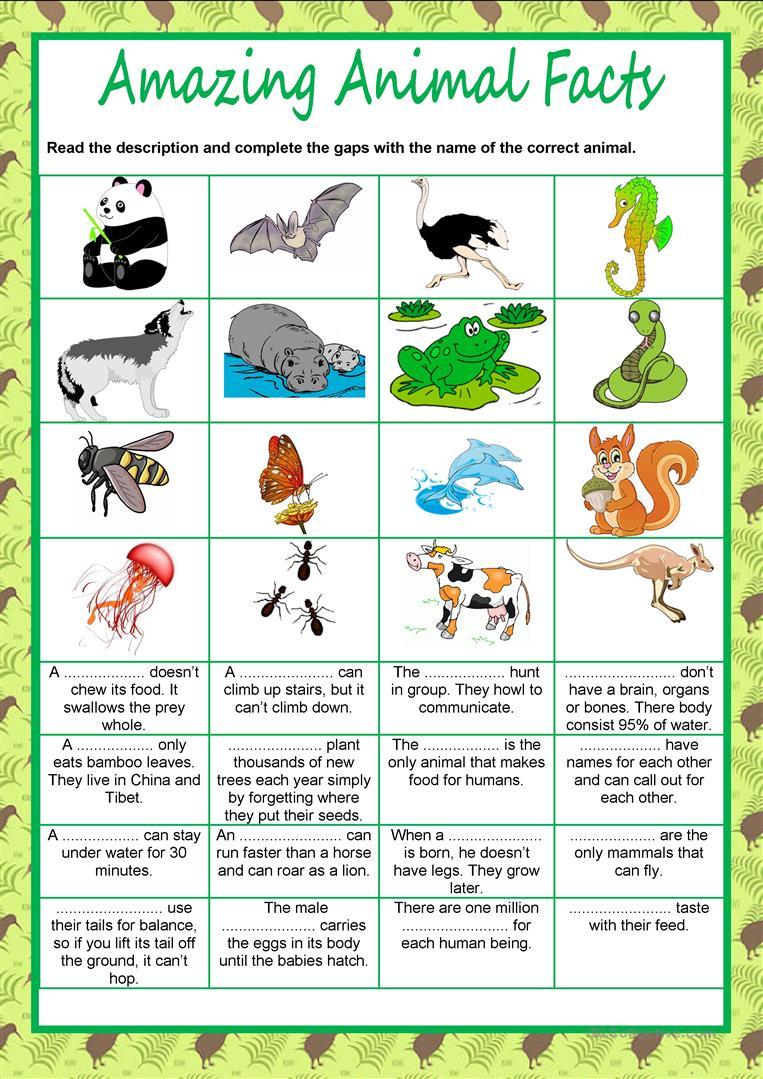 Animals - Amazing  facts