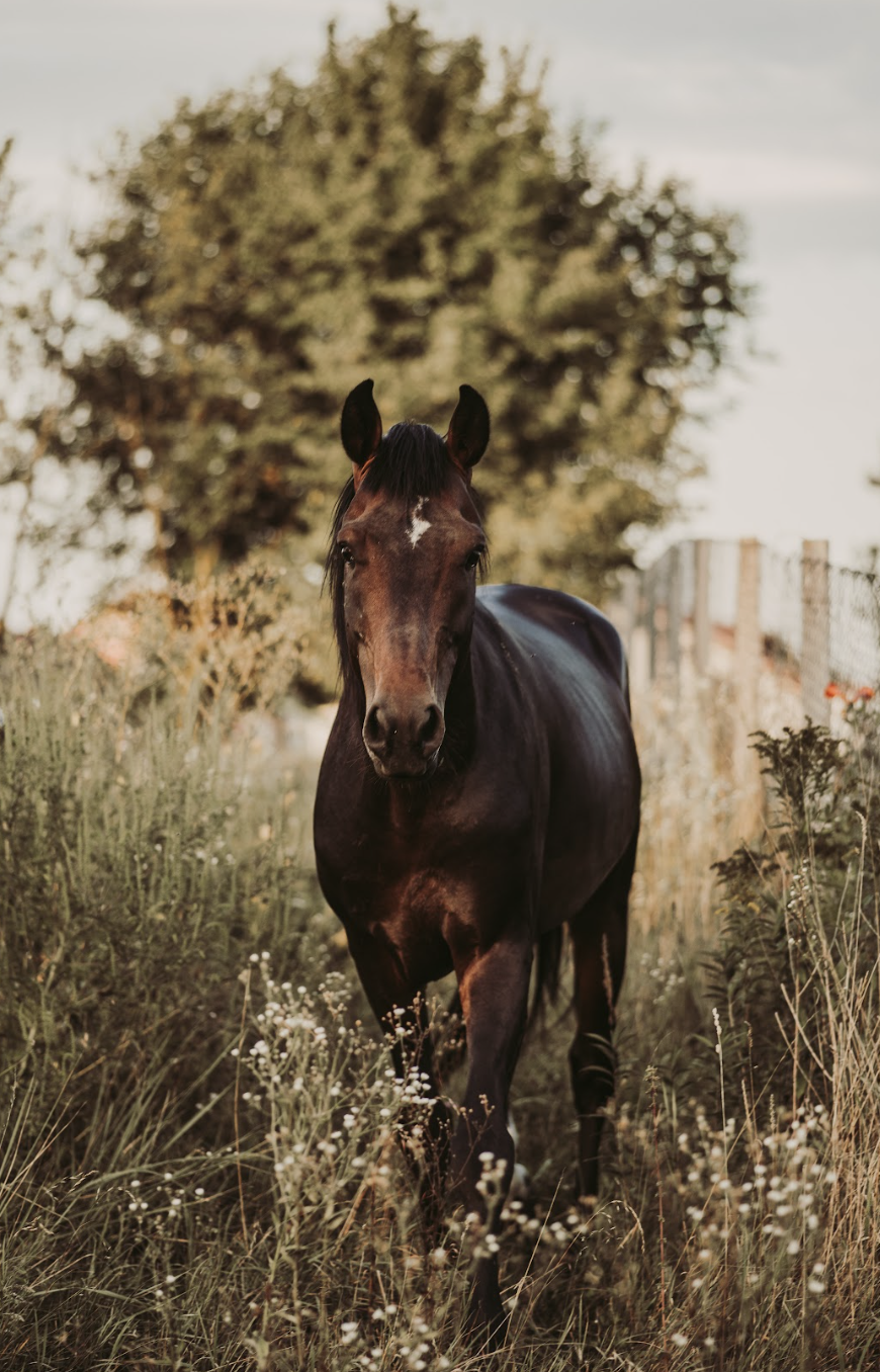 Horse trotting along a fence through a meadow of flowers