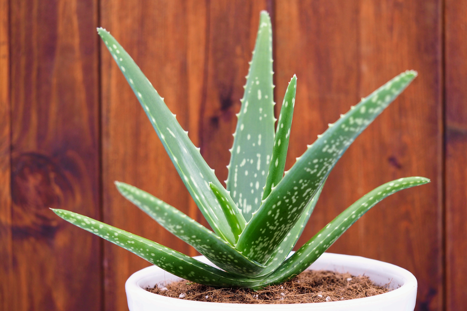 Aloe instead of lubricant