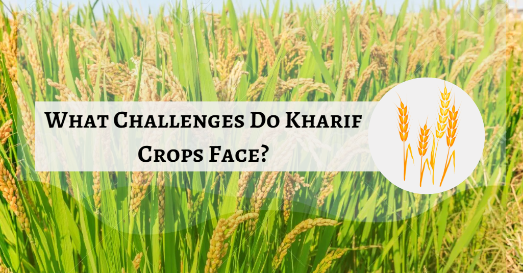 What Challenges Do Kharif Crops Face?