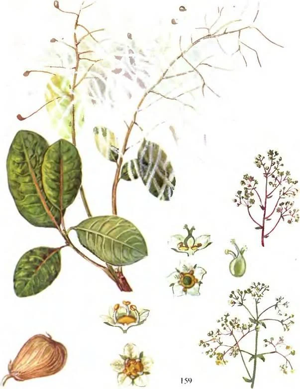 D:\0 wd yedek\acr yedek\1 film indirme\sovremennaya_fitoterapiya_dosyalar\image225.jpg