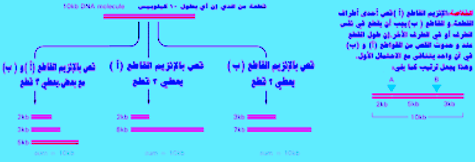 D:\قولدر البرامج 1\ama\ptjtmp\5.png