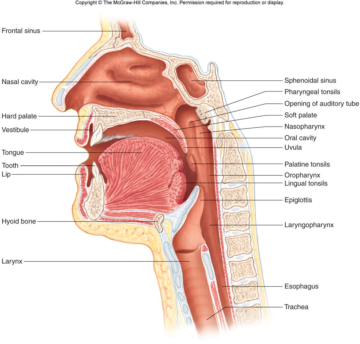 Надгортанник - epiglottis анатомия