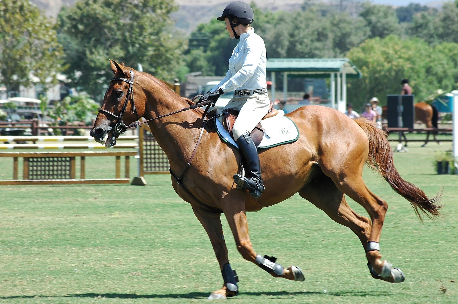 Rider on a chestnut horse gallops a jumping course