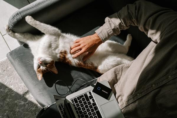 A cat lying on a person's lap

Description automatically generated with low confidence