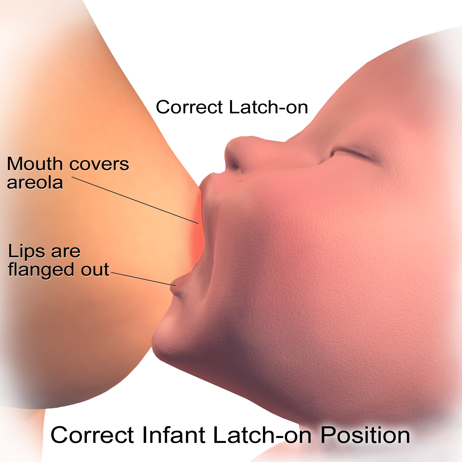 What is the correct latch on breastfeeding?