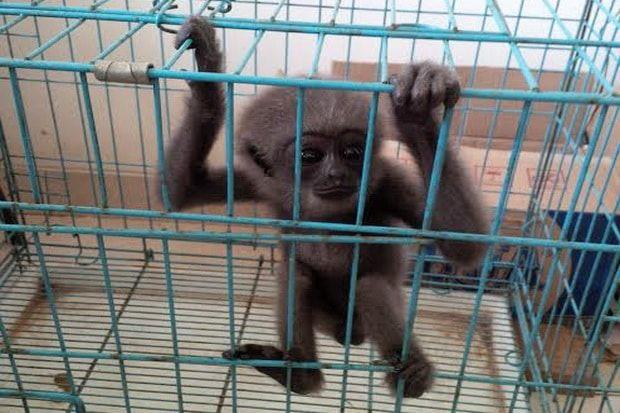 A monkey in a cage

Description automatically generated with medium confidence