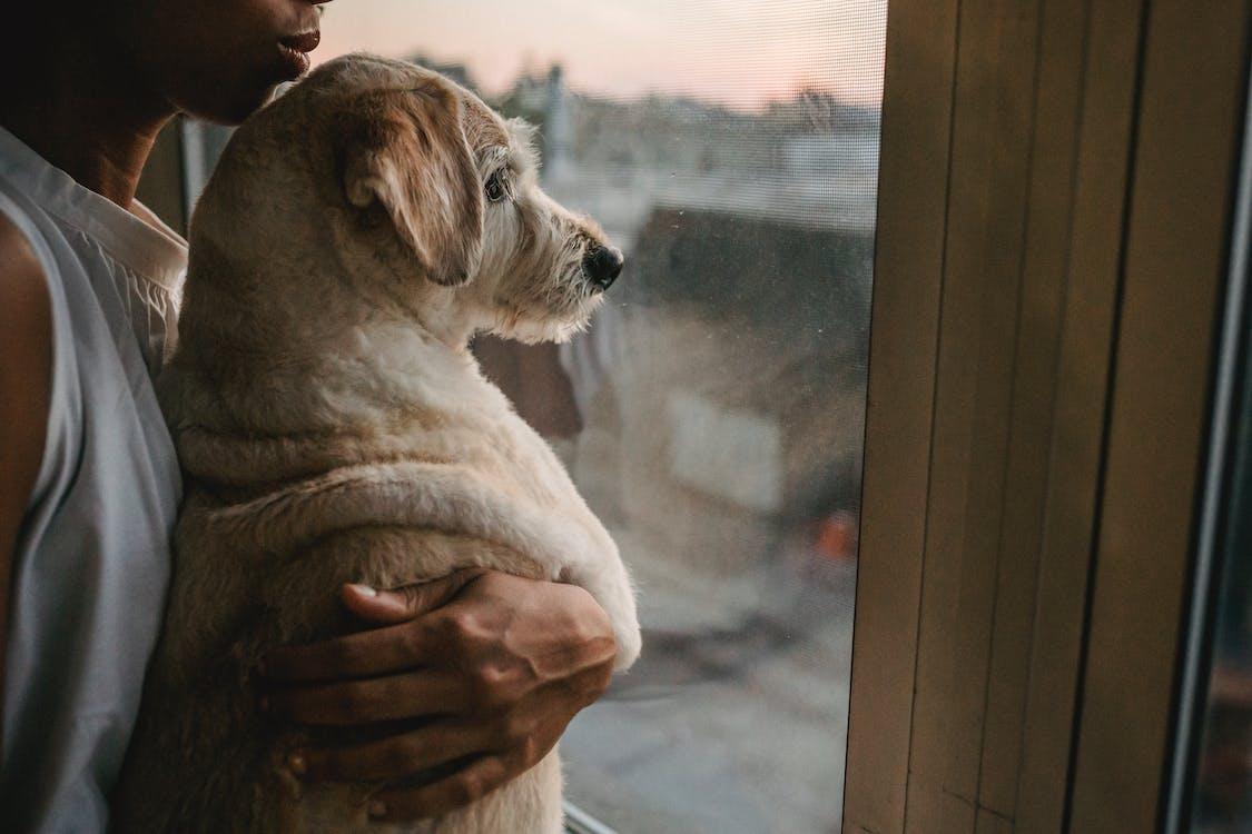Free Side view of crop anonymous African American female owner hugging gently Labrador Retriever while standing near window Stock Photo