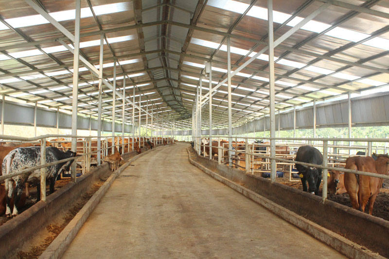 Chuồng trại chăn nuôi gia súc và gia cầm 