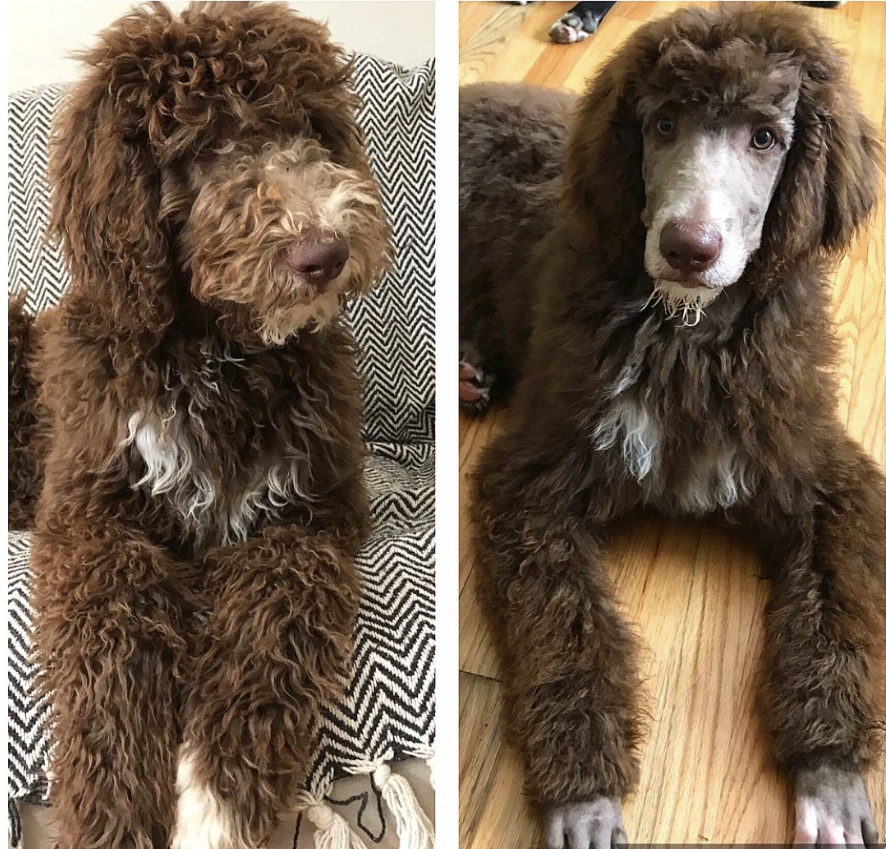 why get a doodle when you can get a poodle?