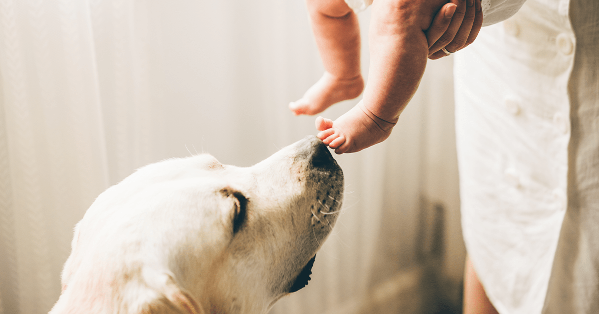 dog sniffing baby toes