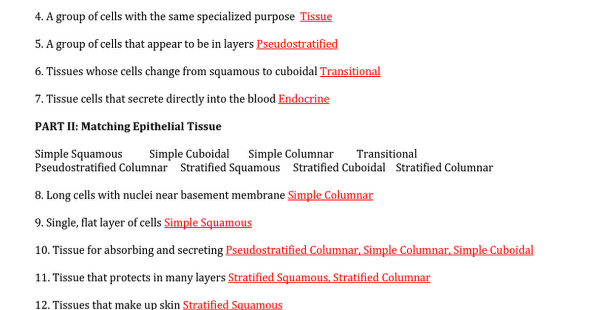 Epithelial Tissue Worksheet Master key Google Docs