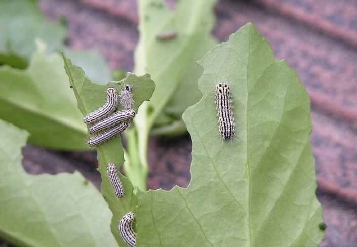 大量発生するミノウスバを駆除するには 具体的で効果的な駆除方法をご紹介 ハピラフマガジン