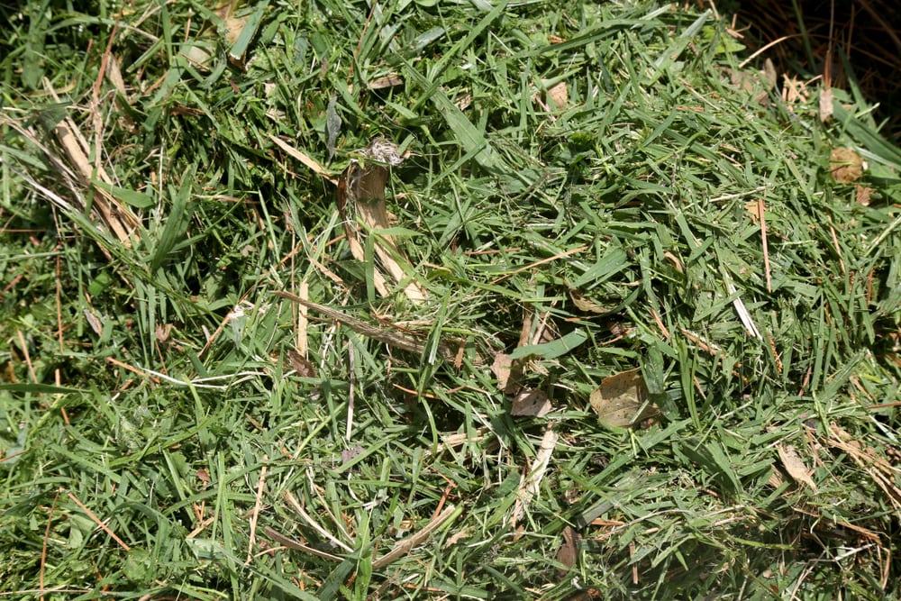 Lawn Mower Clippings