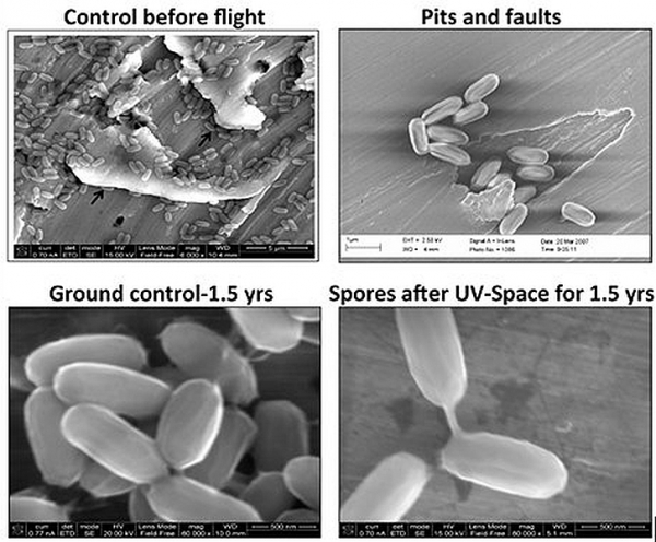 Bacteria in space