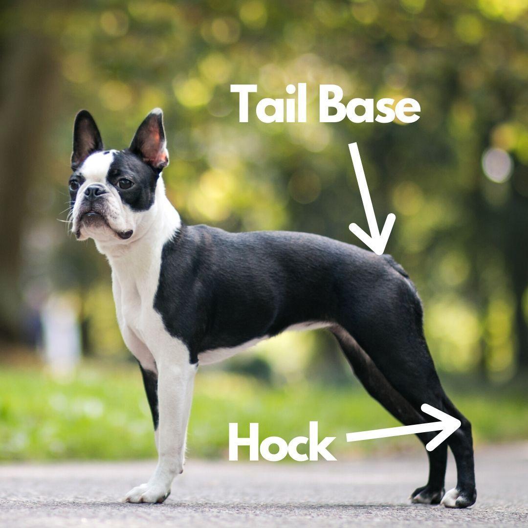 What is a hock on a Boston Terrier. What is the tail base of a Boston Terrier. What is the tail setting of a Boston Terrier.
