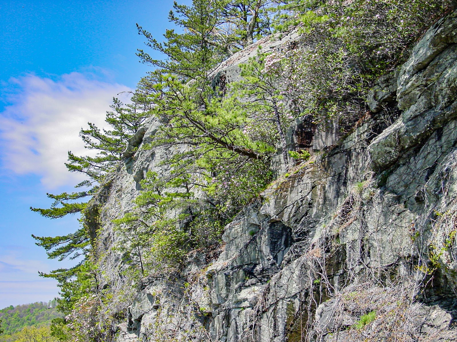 A rocky mountain cliff with green trees and blue cloudy sky. 