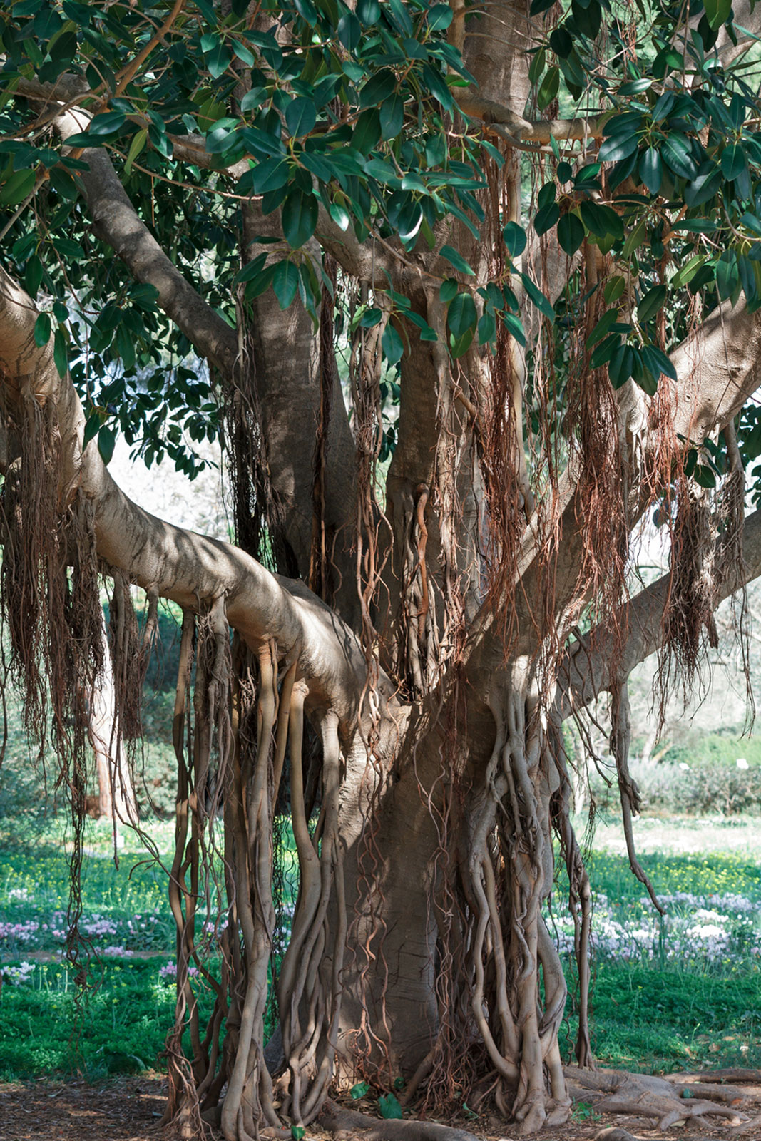 Growing a Banyan Tree - Gardening Know How