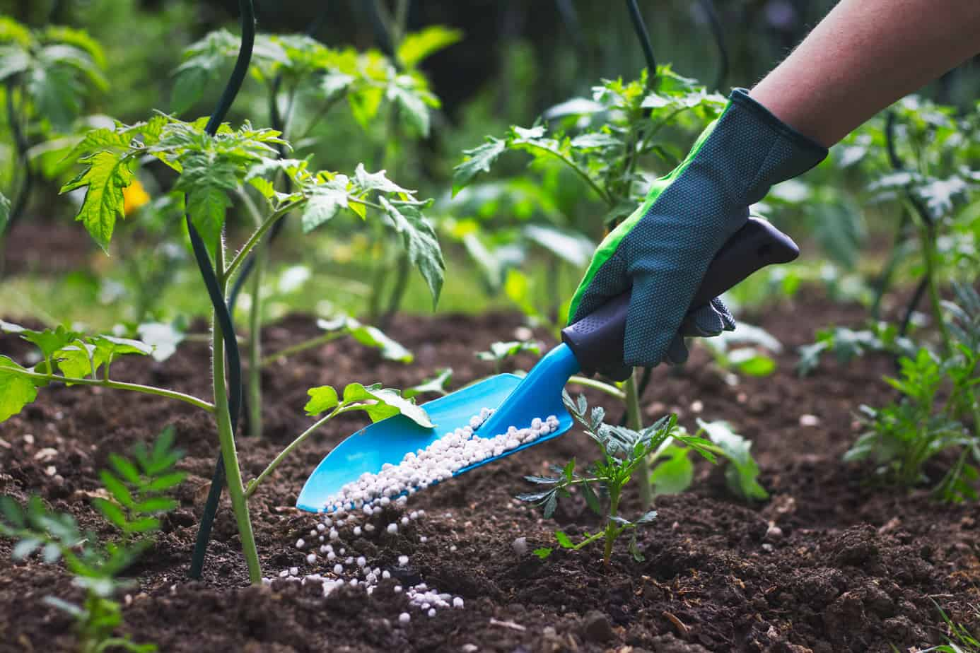 fertilizer-for-strong-tomato-plants-stems