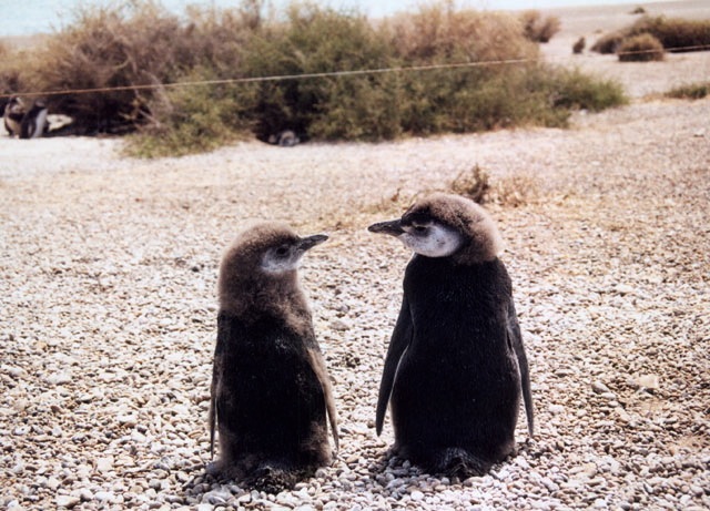 Penguins in Peninsula Valdes