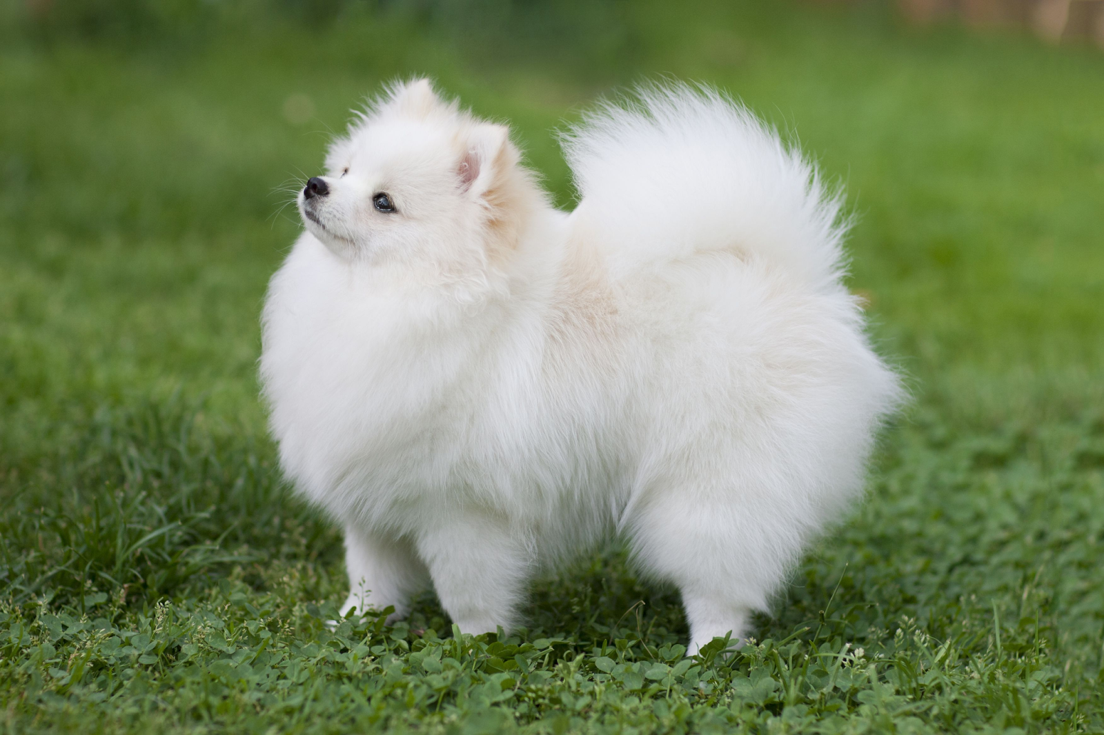 4. Pomeranian