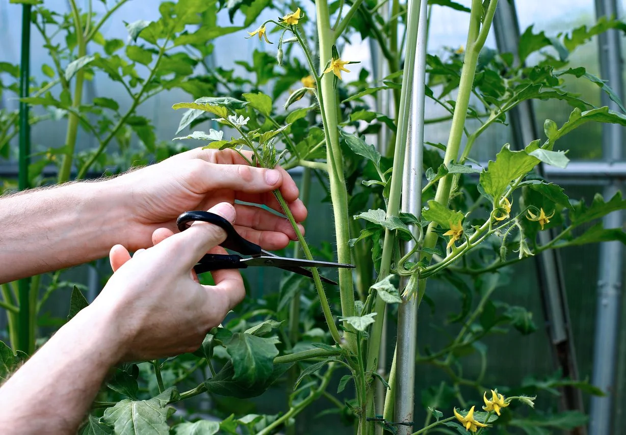 Improper Pruning