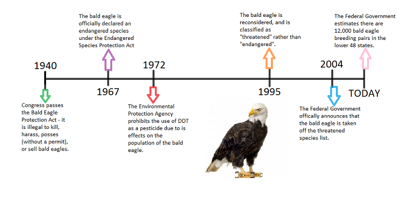 Image result for population of bald eagle