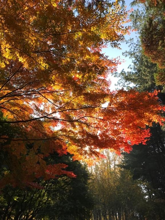 The beautiful fall foliage and autumnal colors of the Seoraksan Mountains hike