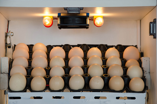 An egg incubator