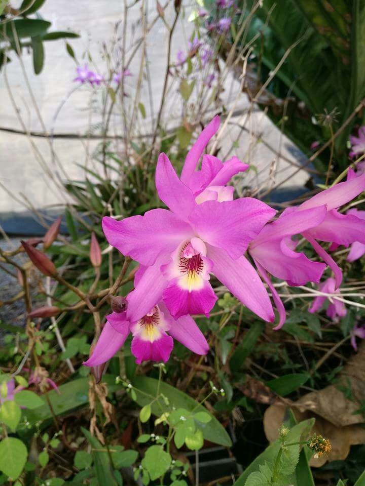 Laelia autoceps de Carlos Diaz.jpg
