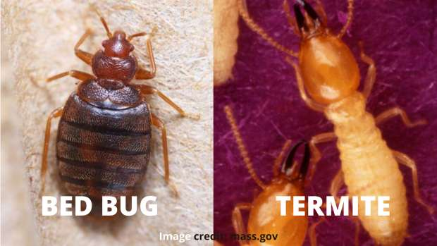 Bed Bugs vs Termites