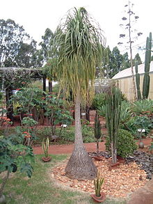 Description: Beaucarnea .jpg