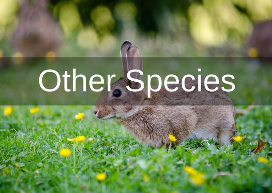 other species cover