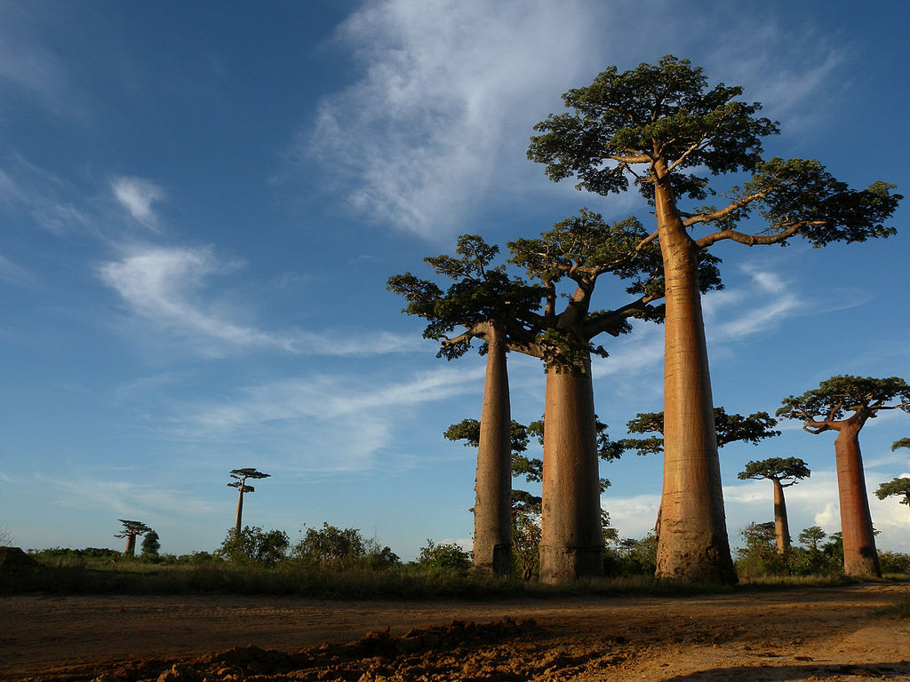 1024px-Allée_des_Baobabs_near_Morondava,_Madagascar.jpg
