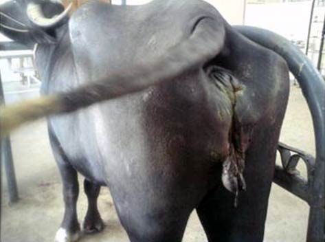 Vulvar laceration in a parturient buffalo.