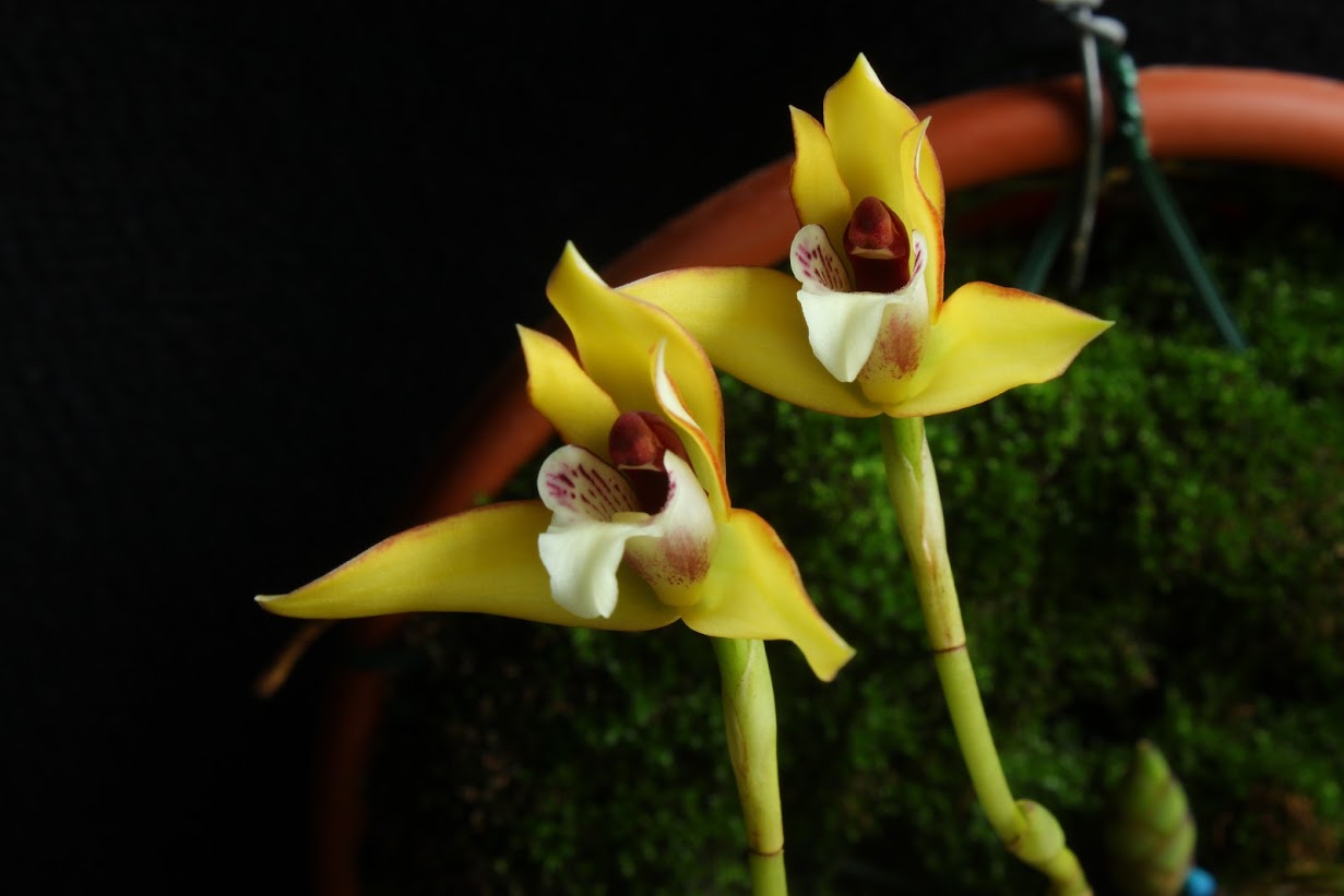 Maxillaria à identifier McpiA2Ej45GU5XToFIYw1Opjhe-7DJMF6ufQuPCXcDo=w1232-h821-no