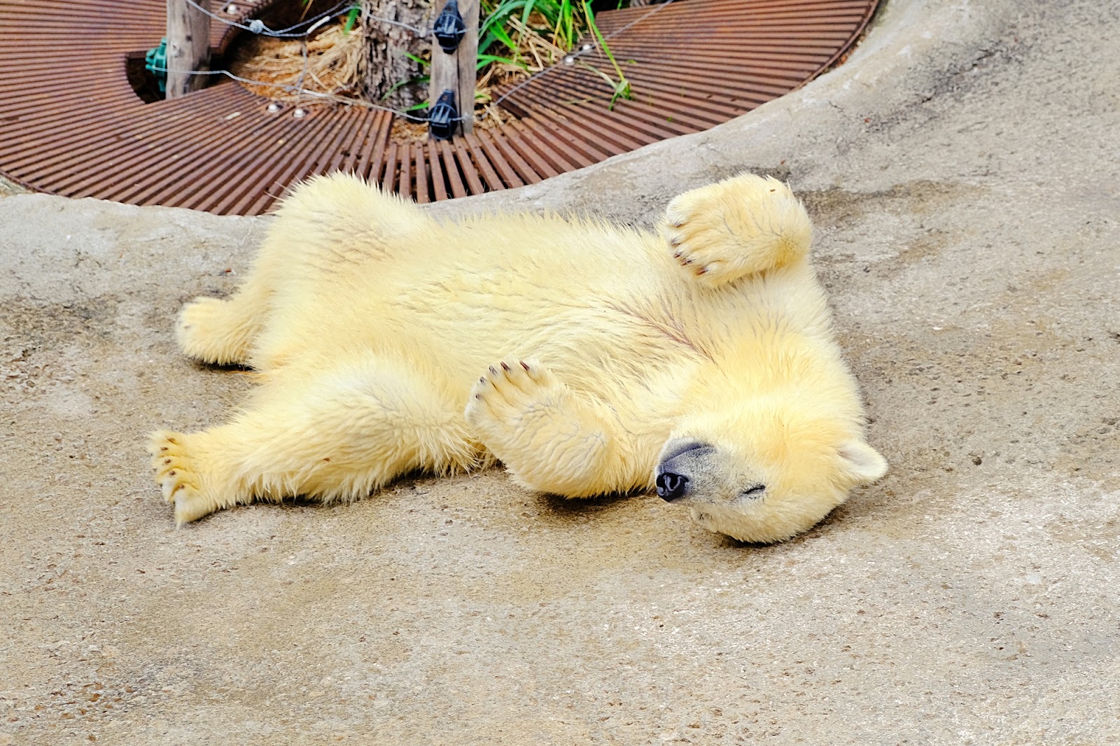 1. 旭川といえばの観光地「旭山動物園」でまずは定番の動物園デート！