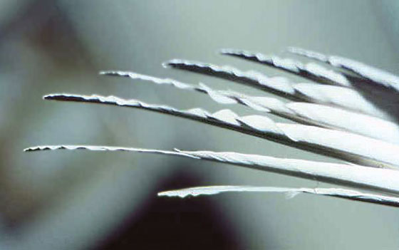 Typical wavy or "milled" edges of primary wing feathers show a lack of condition