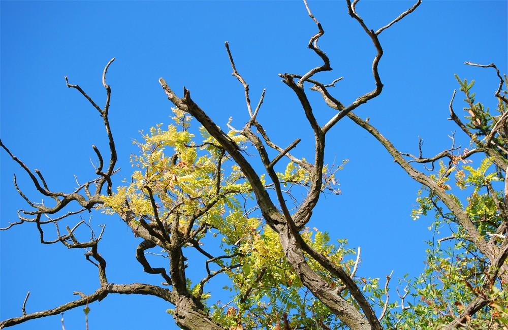 How long does it take for Roundup to completely kill a tree
