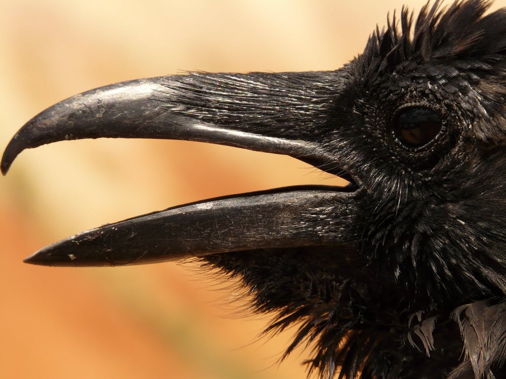 Black raven closeup