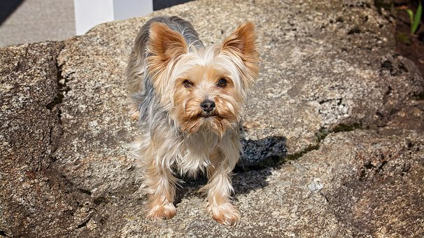 Why Is My Yorkies Hair Not Growing?
