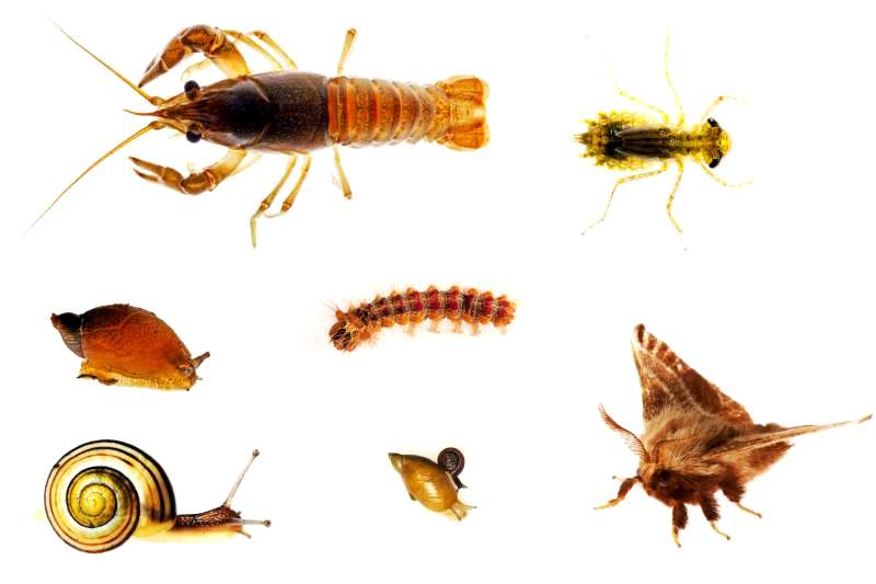 Examples of invertebrates from the Rouge Bioblitz