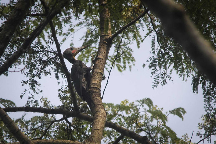 One of five Great-slaty Woodpecker from Alas Purwo NP
